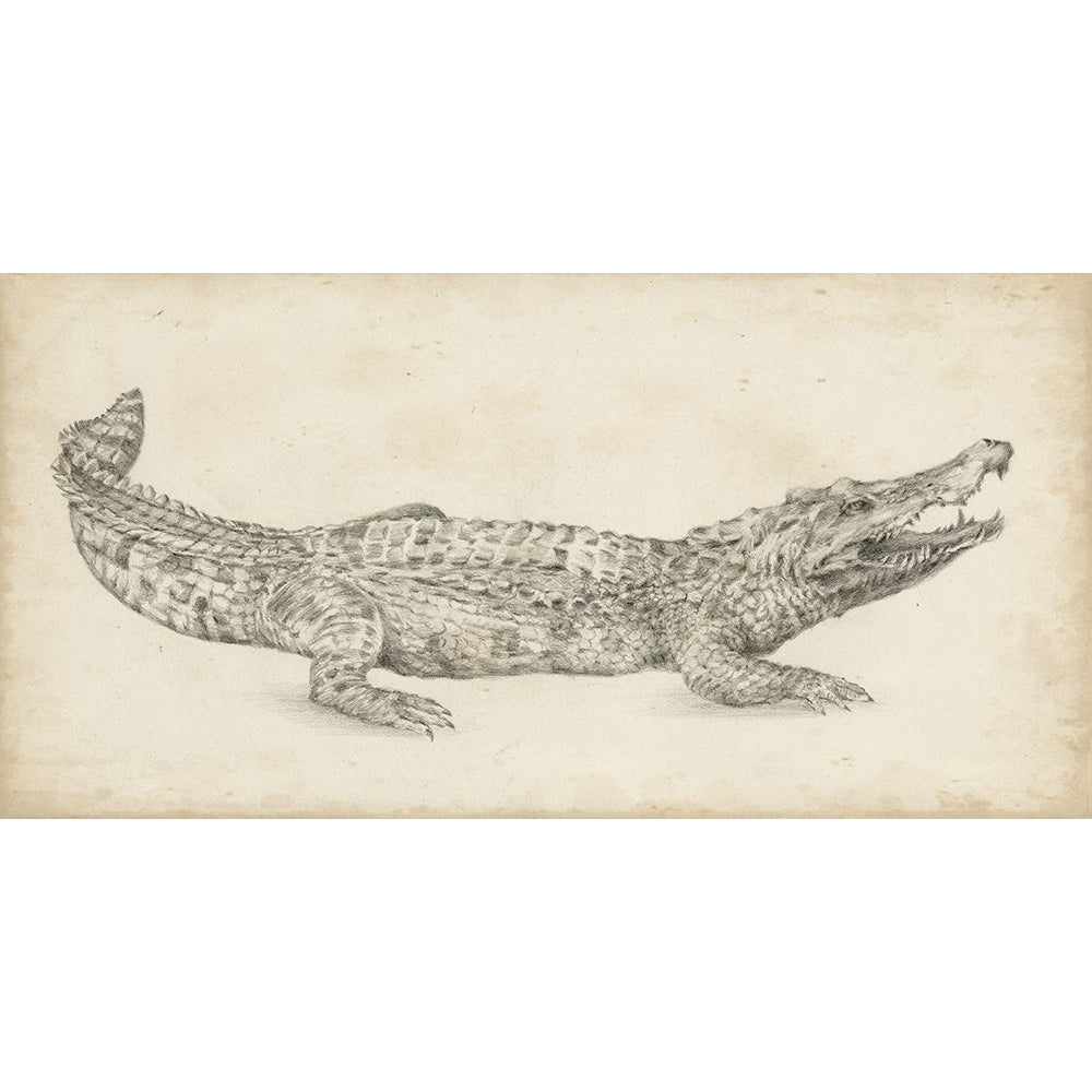 Crocodile Sketch Poster Print - Ethan Harper-VARPDX136401Z Image 1