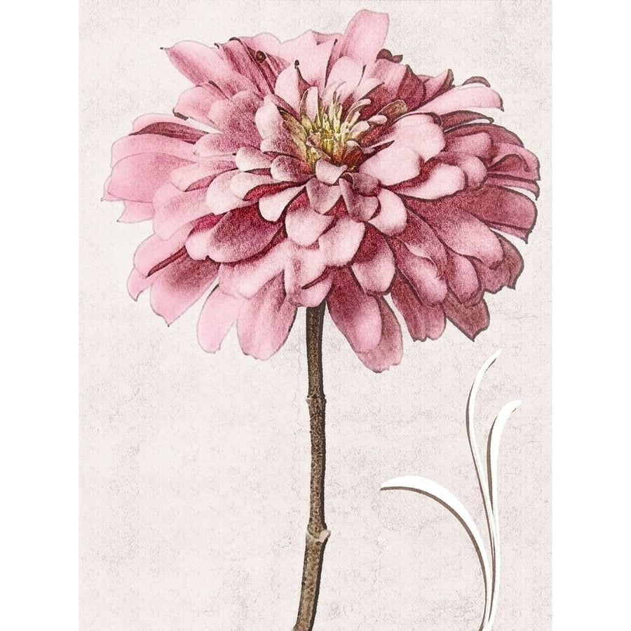 Pink Zinnia II Poster Print - Christine Zalewski-VARPDX136397D Image 1