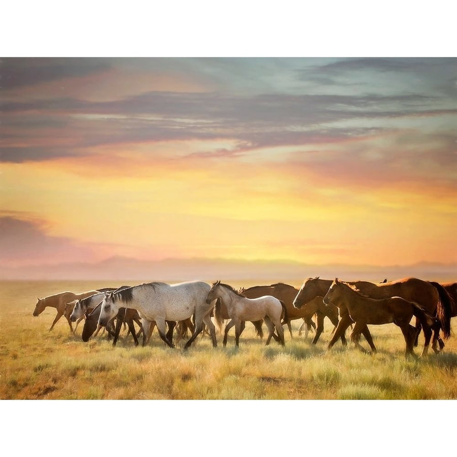 Sunkissed Horses I Poster Print - PHBurchett-VARPDX136499GG Image 1