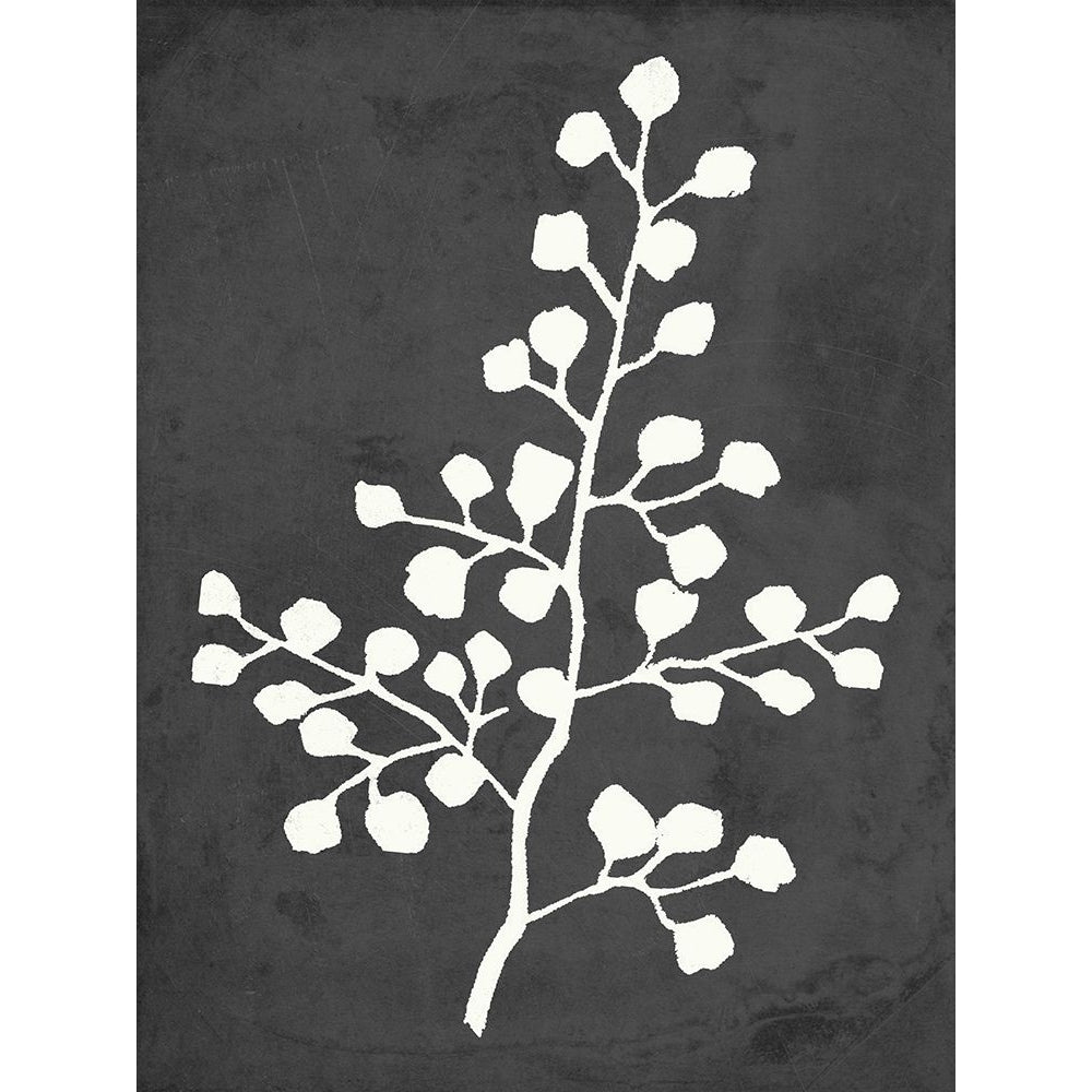 Fern Silhouette II Poster Print - Anna Quach-VARPDX13653CJ Image 1