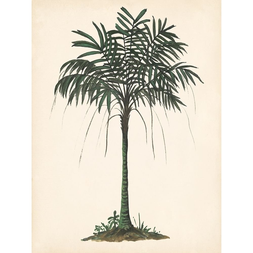 Palm Tree Study II Poster Print - Melissa Wang-VARPDX136596Z Image 1