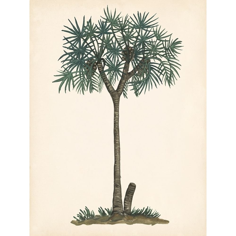 Palm Tree Study III Poster Print - Melissa Wang-VARPDX136597Z Image 1