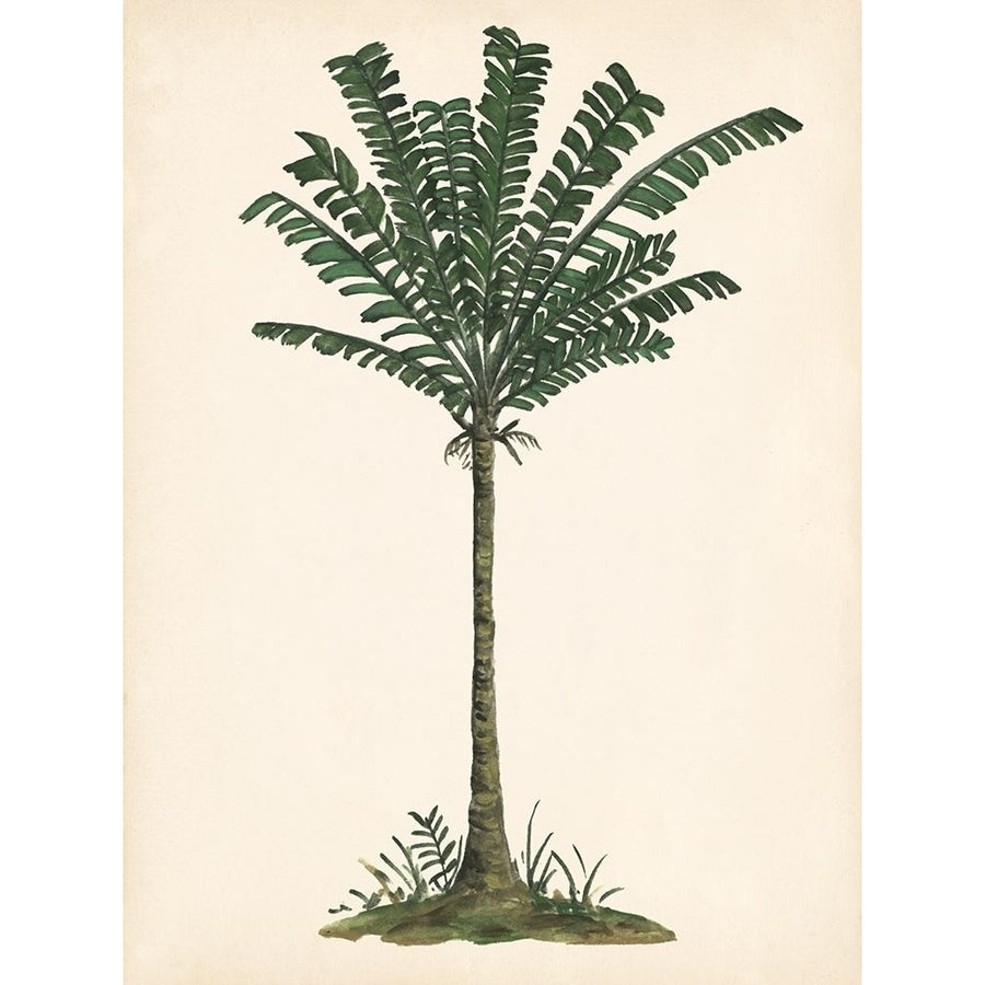 Palm Tree Study IV Poster Print - Melissa Wang-VARPDX136598Z Image 1