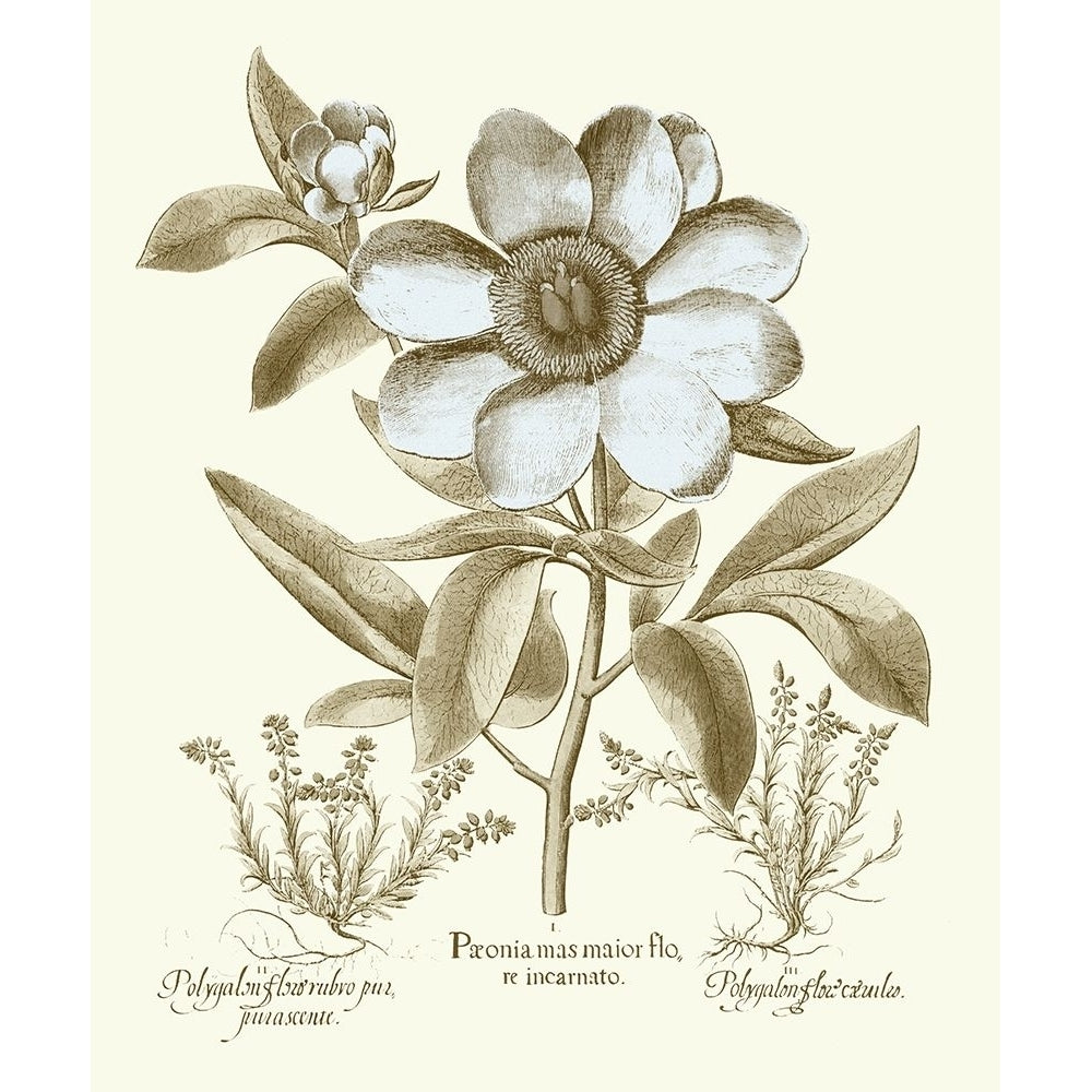 Spa Peonies I Poster Print - Basilius Besler-VARPDX136832Z Image 1