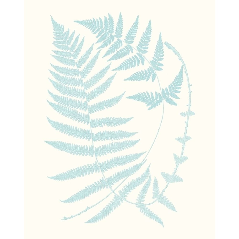 Serene Ferns III Poster Print - Studio Vision-VARPDX136894Z Image 1