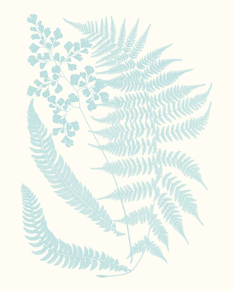 Serene Ferns II Poster Print - Studio Vision-VARPDX136893Z Image 1