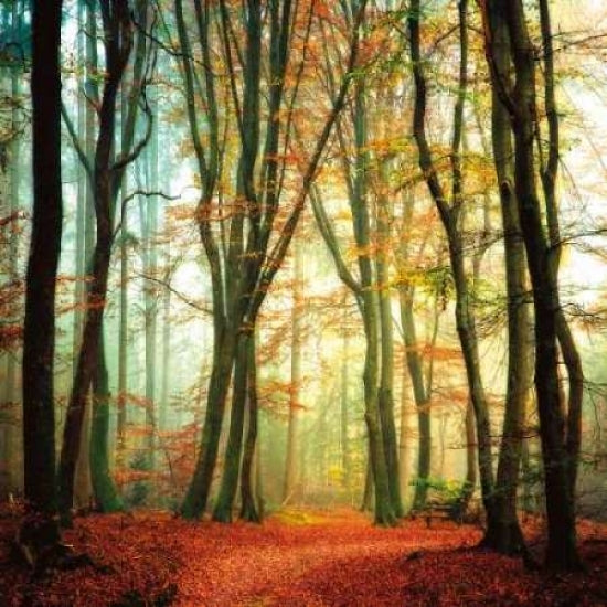 Colorfall Poster Print by Lars Van De Goor-VARPDX13689 Image 1