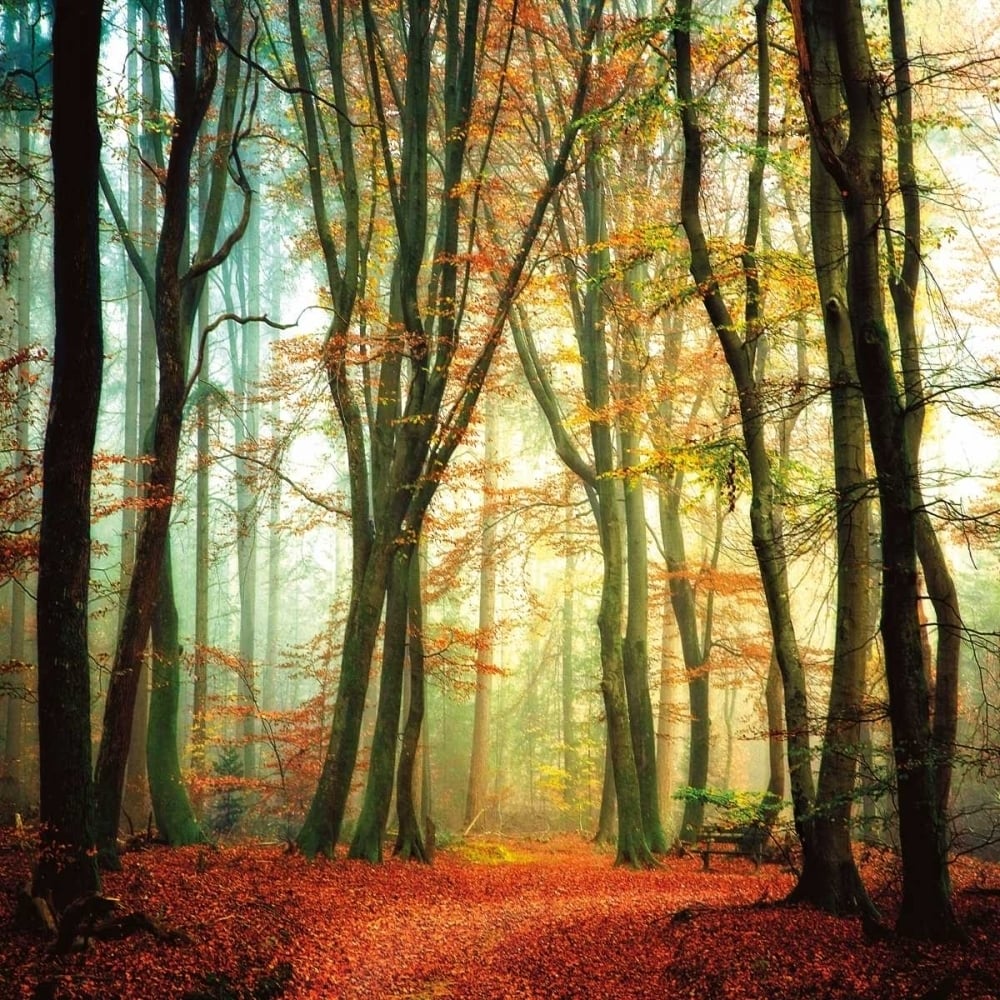 Colorfall Poster Print by Lars Van De Goor-VARPDX13689 Image 1