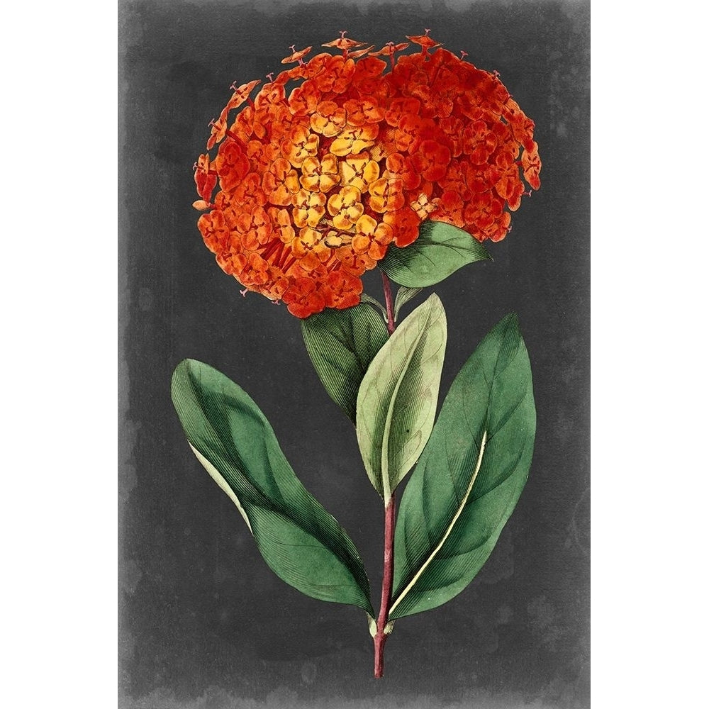 Dramatic Floral II Poster Print - Curtis-VARPDX136891Z Image 1