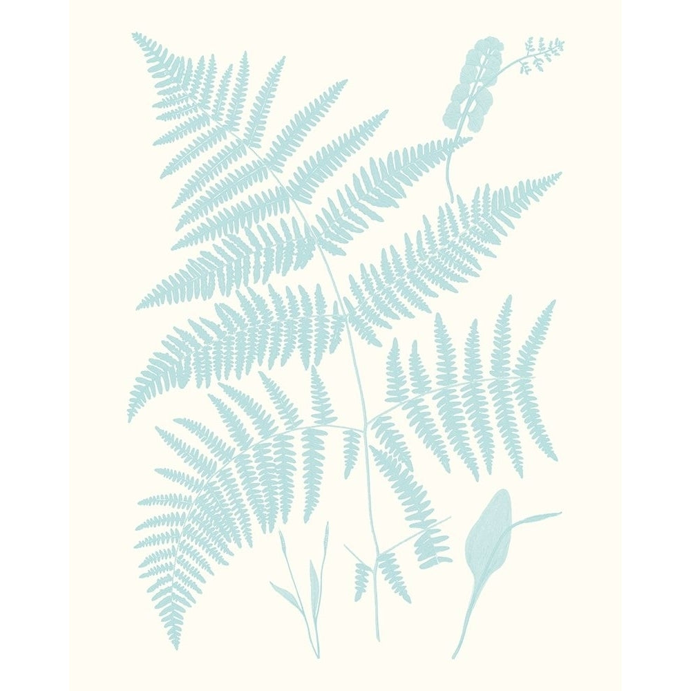 Serene Ferns I Poster Print - Studio Vision-VARPDX136892Z Image 1