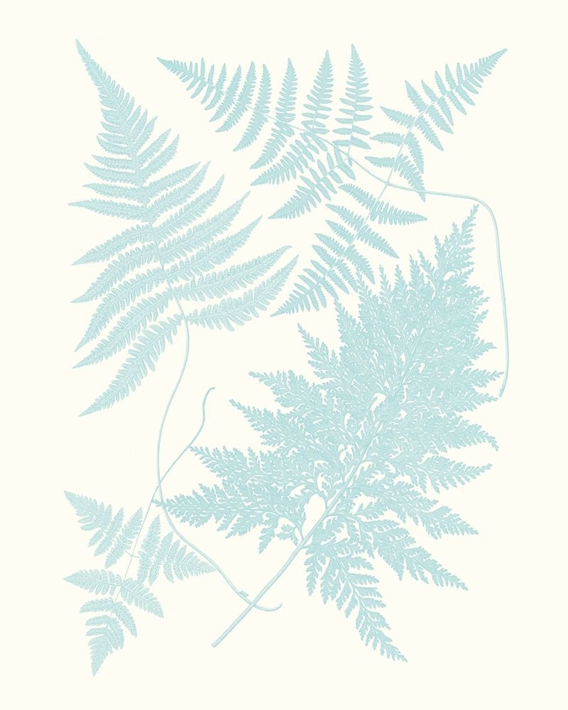 Serene Ferns IV Poster Print - Studio Vision-VARPDX136895Z Image 1