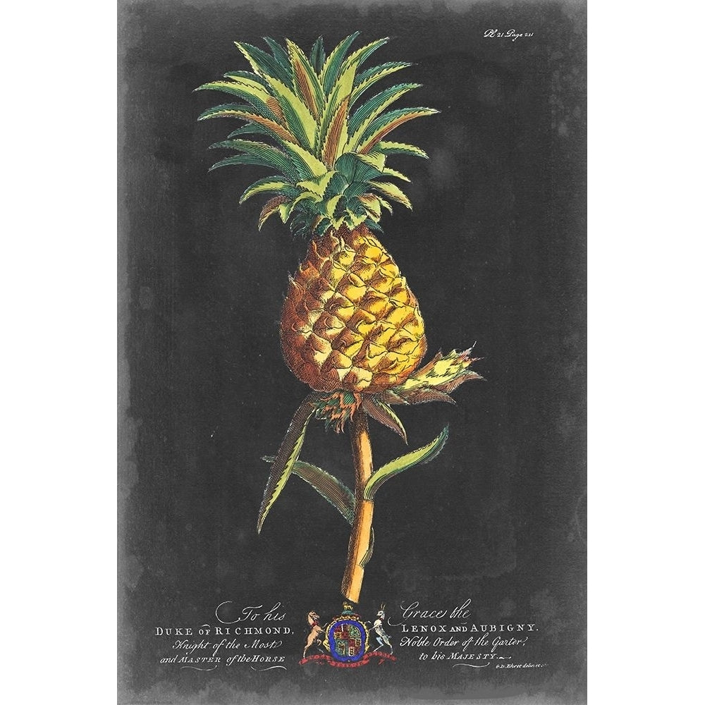 Dramatic Royal Botanical II Poster Print - George Ehret-VARPDX136926Z Image 1