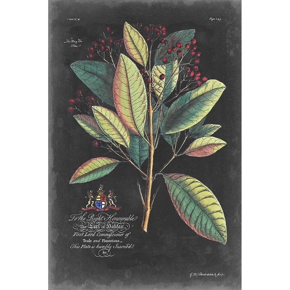 Dramatic Royal Botanical VI Poster Print - George Ehret-VARPDX136930Z Image 1