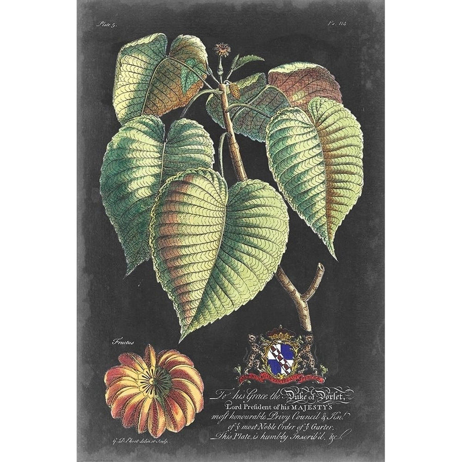 Dramatic Royal Botanical I Poster Print - George Ehret-VARPDX136925Z Image 1