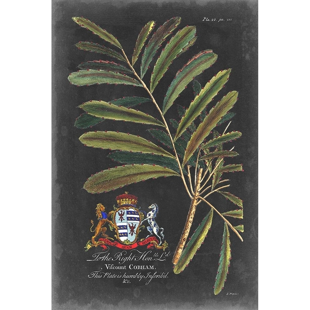 Dramatic Royal Botanical III Poster Print - George Ehret-VARPDX136927Z Image 1