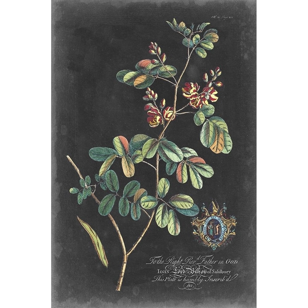 Dramatic Royal Botanical IV Poster Print - George Ehret-VARPDX136928Z Image 1