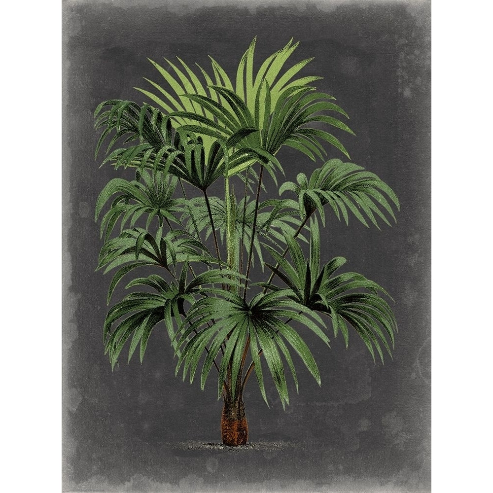 Dramatic Palm I Poster Print - Studio Vision-VARPDX136940Z Image 1