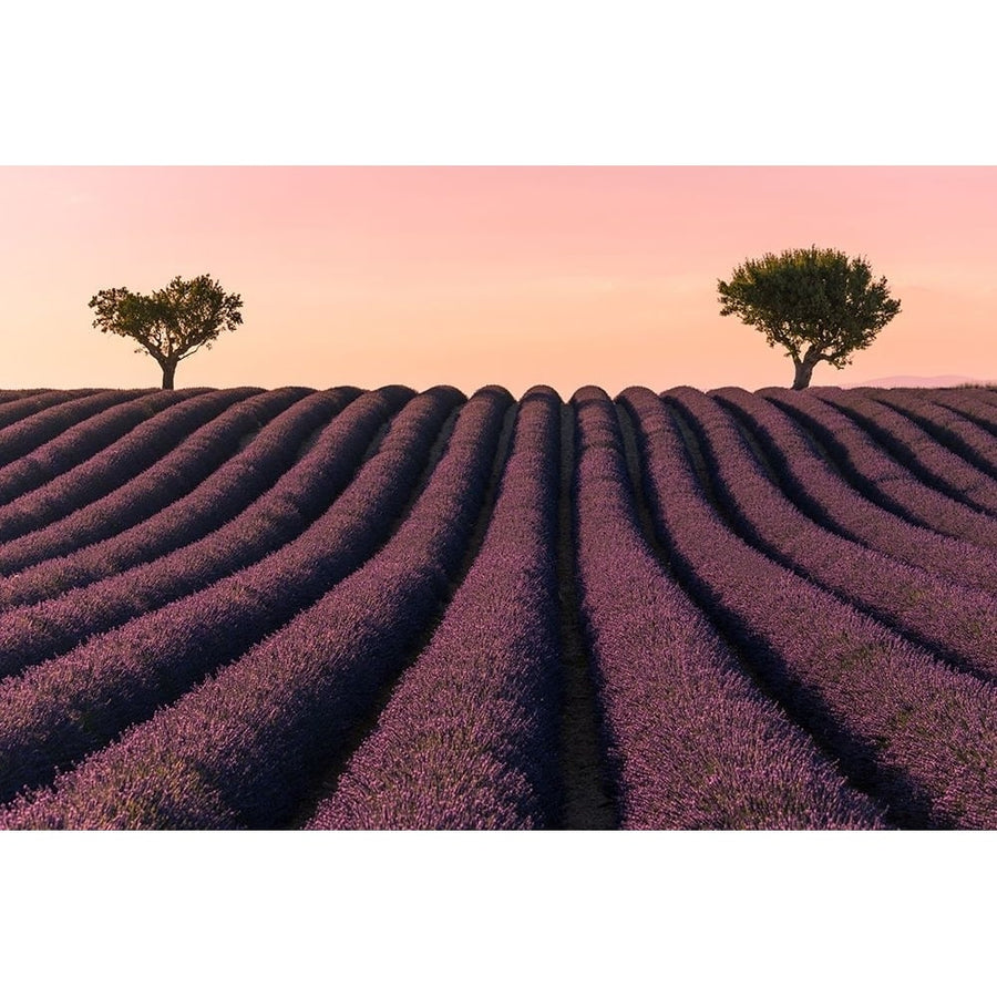 Lavender Field Poster Print - Kevin-VARPDX1371840 Image 1