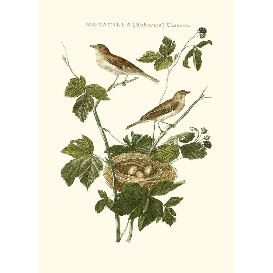 Nozeman White Throat Blackberry Poster Print - Nozeman-VARPDX137264Z Image 1