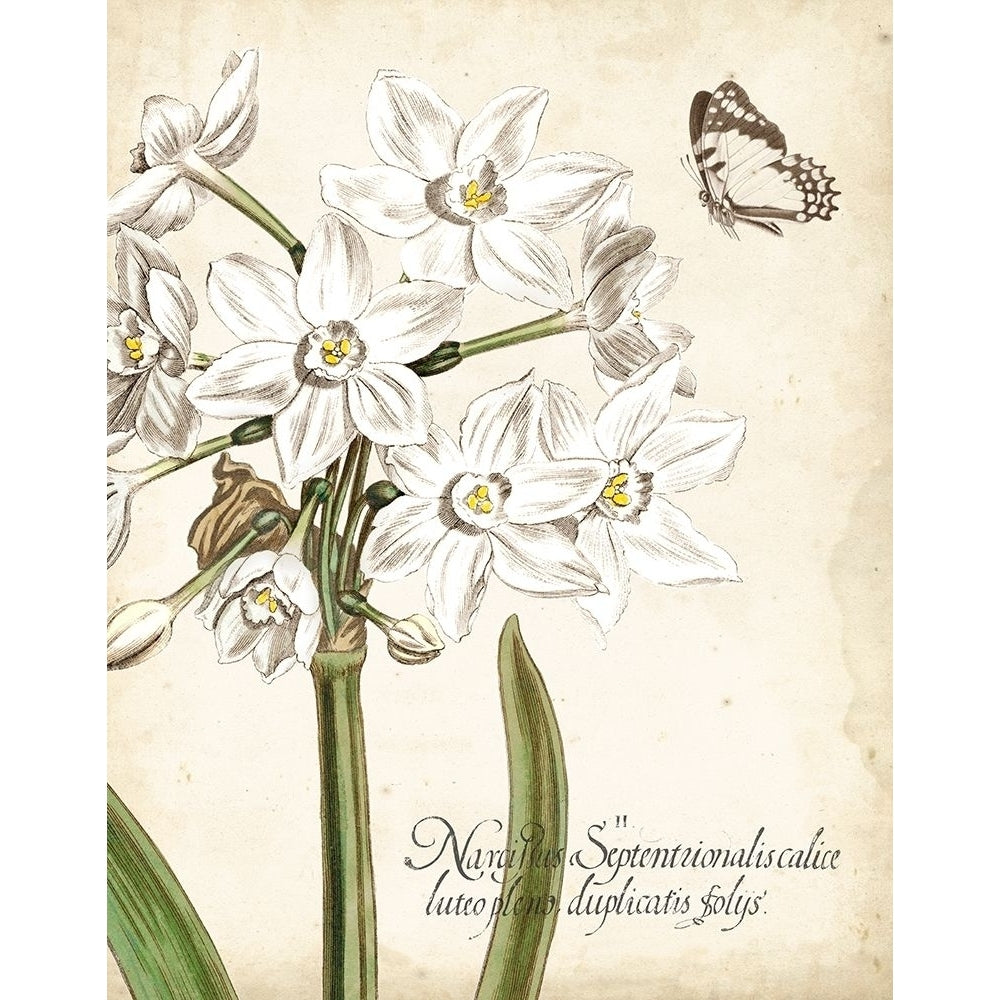 Narcissus Botanique I Poster Print - Studio Vision-VARPDX137292Z Image 1