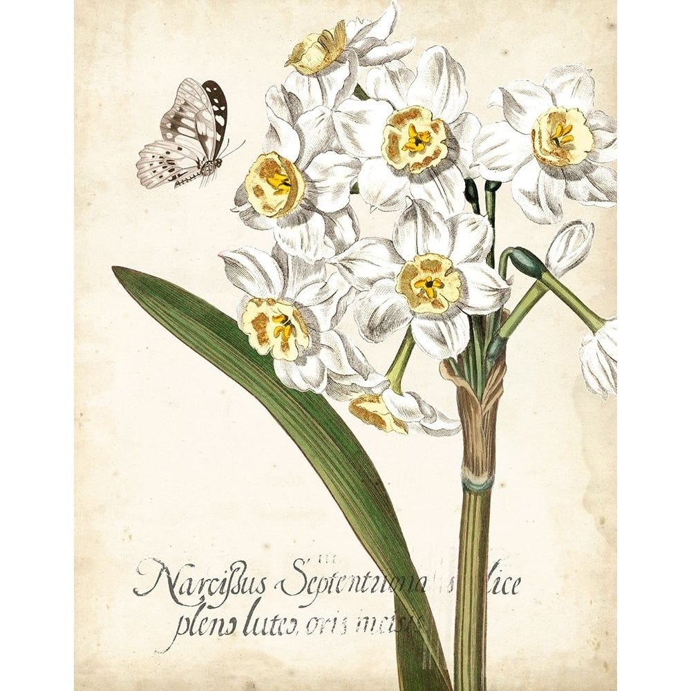 Narcissus Botanique II Poster Print - Studio Vision-VARPDX137293Z Image 1