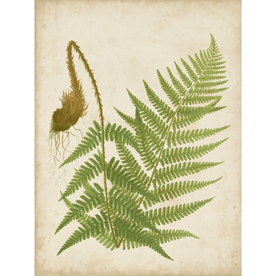 Fern Trio I Poster Print - Studio Vision-VARPDX137307Z Image 1