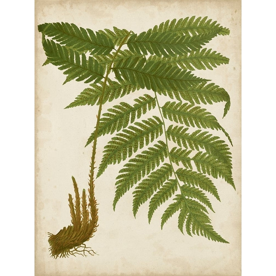 Fern Trio II Poster Print - Studio Vision-VARPDX137308Z Image 1