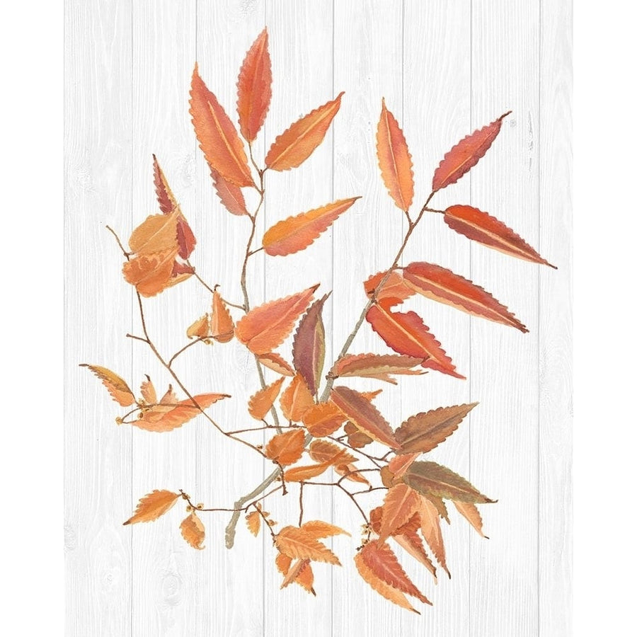 Sweet Foliage I Poster Print - Dianne Miller-VARPDX137347GG Image 1