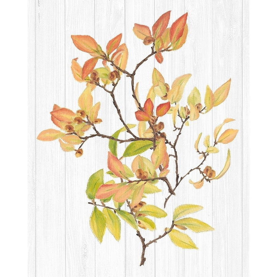 Sweet Foliage III Poster Print - Dianne Miller-VARPDX137349GG Image 1