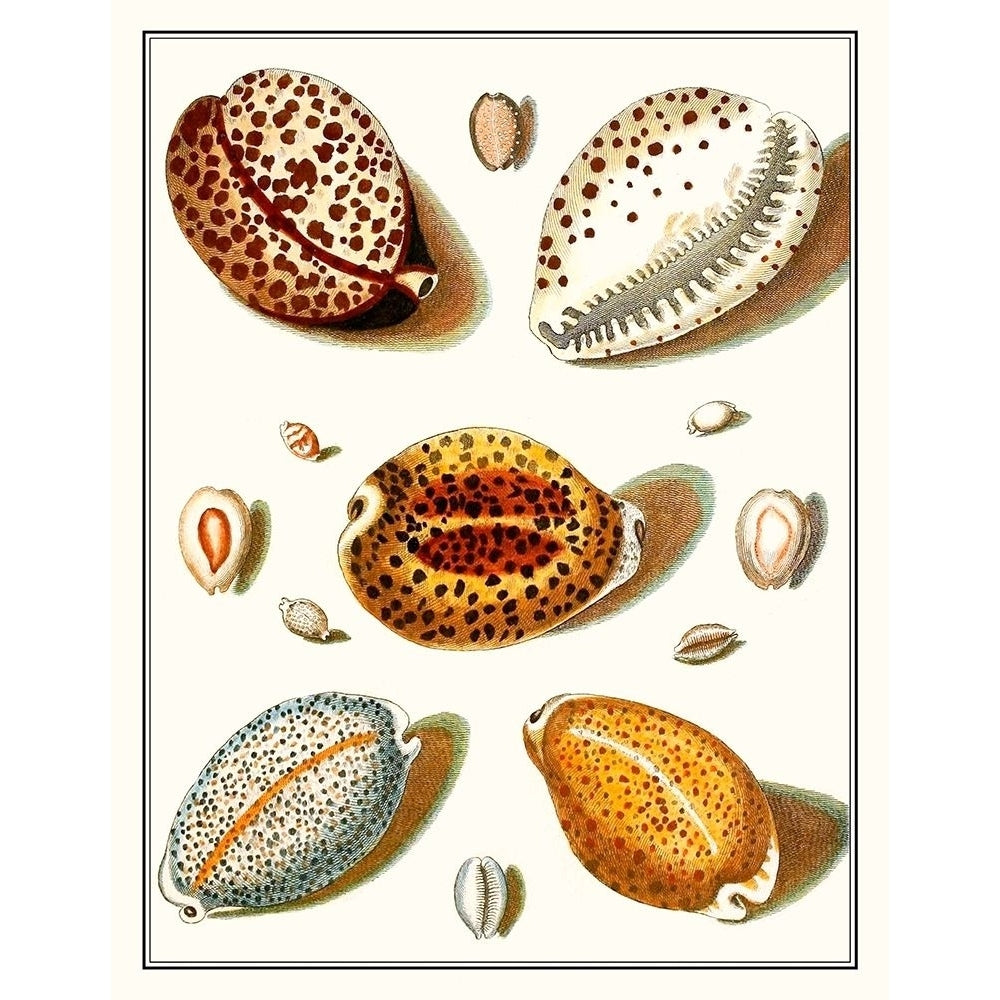 Collected Shells III Poster Print - Studio Vision-VARPDX137445Z Image 1