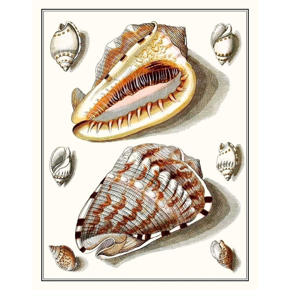 Collected Shells IV Poster Print - Studio Vision-VARPDX137446Z Image 1