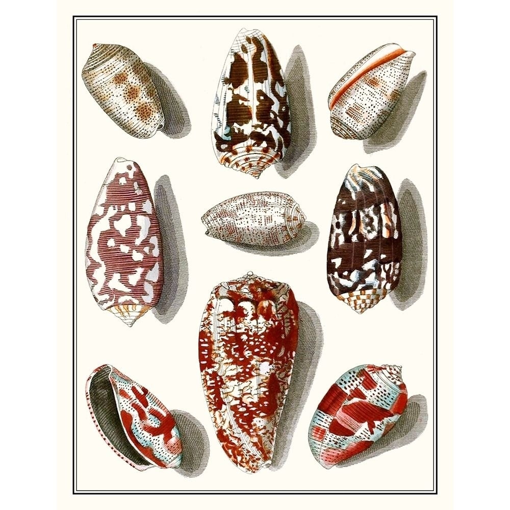 Collected Shells VI Poster Print - Studio Vision-VARPDX137448Z Image 1