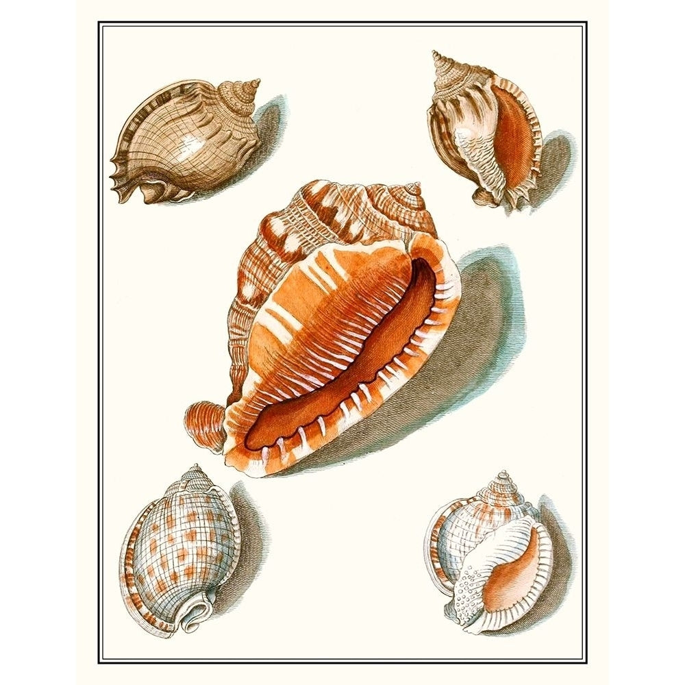 Collected Shells VII Poster Print - Studio Vision-VARPDX137449Z Image 1