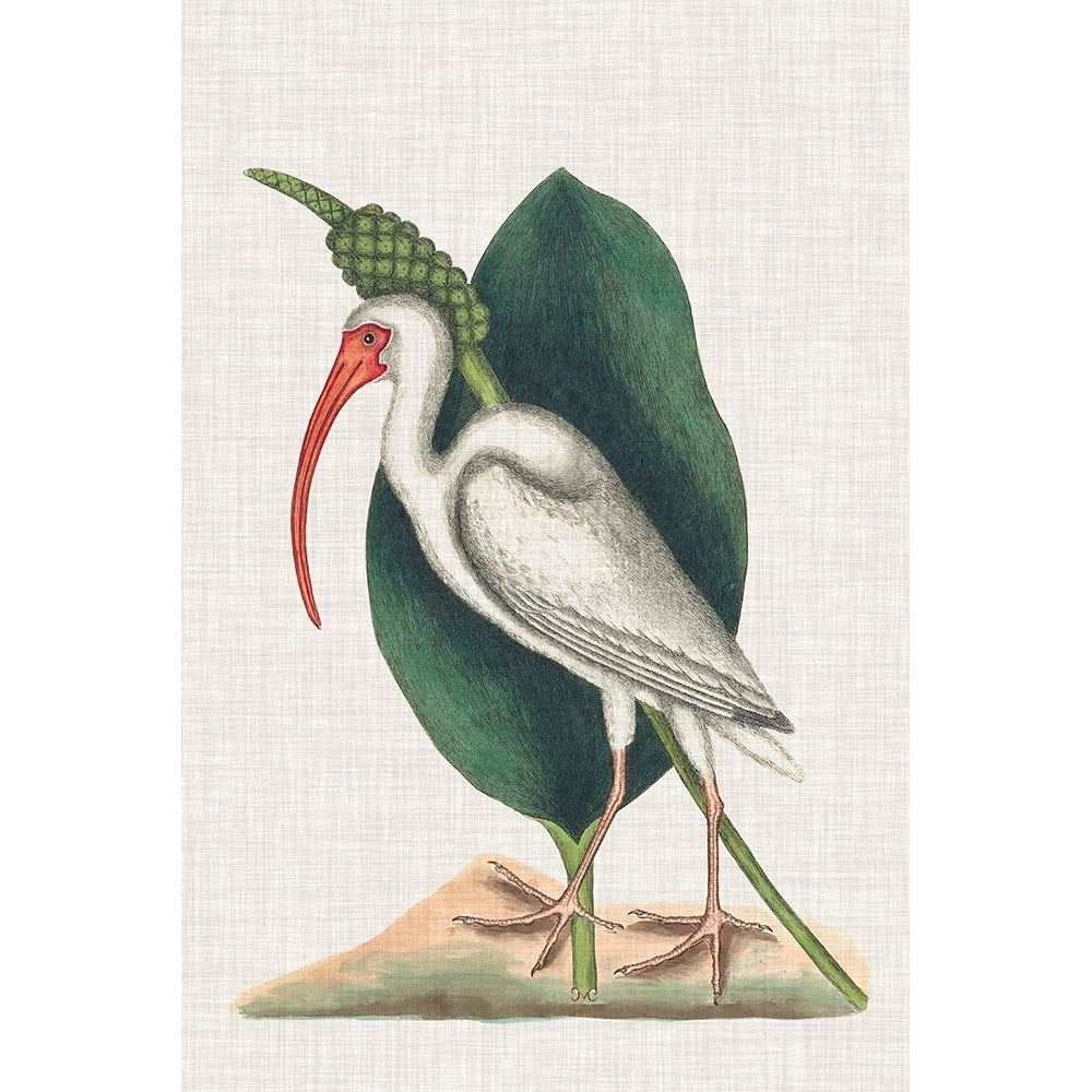 Catesby Heron VI Poster Print - Mark Catesby-VARPDX137476Z Image 1