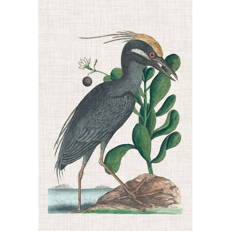 Catesby Heron I Poster Print - Mark Catesby-VARPDX137471Z Image 1