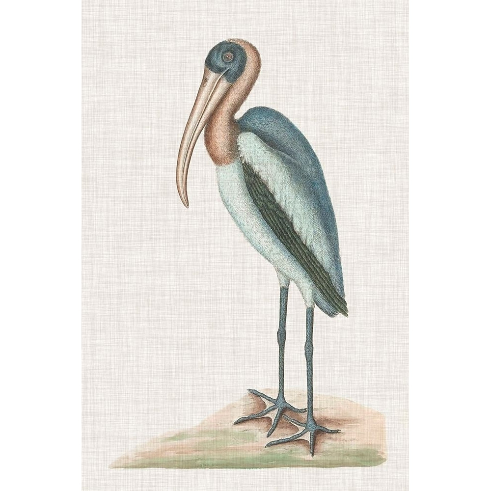 Catesby Heron IV Poster Print - Mark Catesby-VARPDX137474Z Image 1