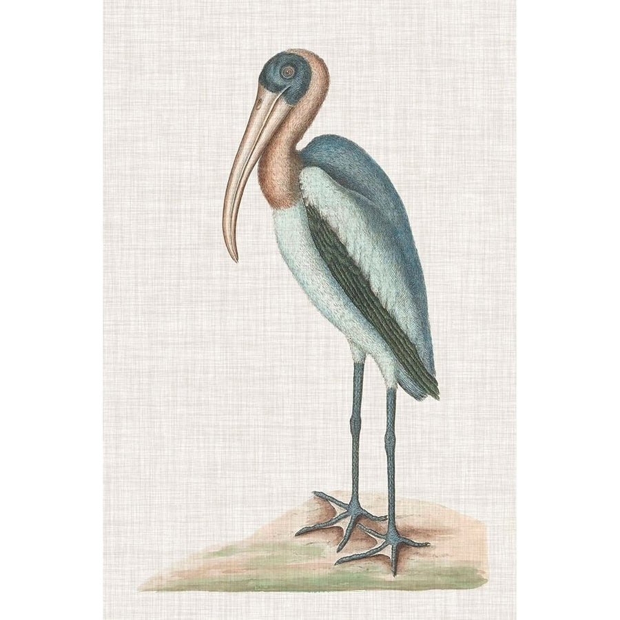 Catesby Heron IV Poster Print - Mark Catesby-VARPDX137474Z Image 1