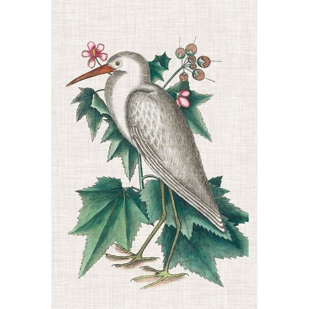 Catesby Heron III Poster Print - Mark Catesby-VARPDX137473Z Image 1