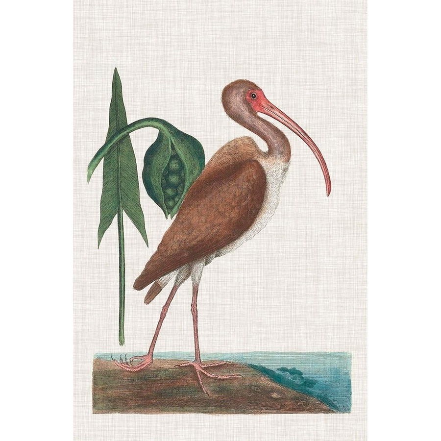 Catesby Heron V Poster Print - Mark Catesby-VARPDX137475Z Image 1