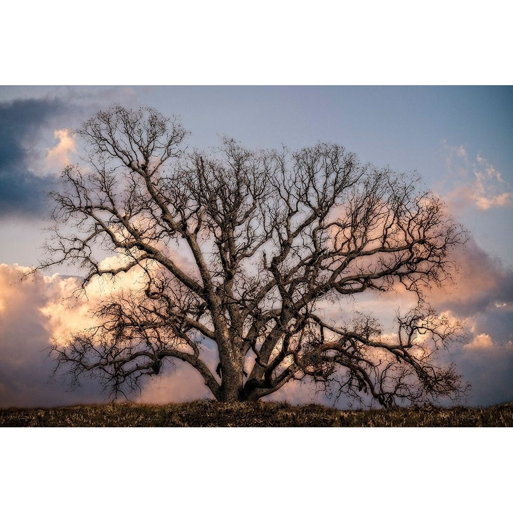 Grand Oak Tree II Poster Print - Rachel Perry-VARPDX137725GG Image 1