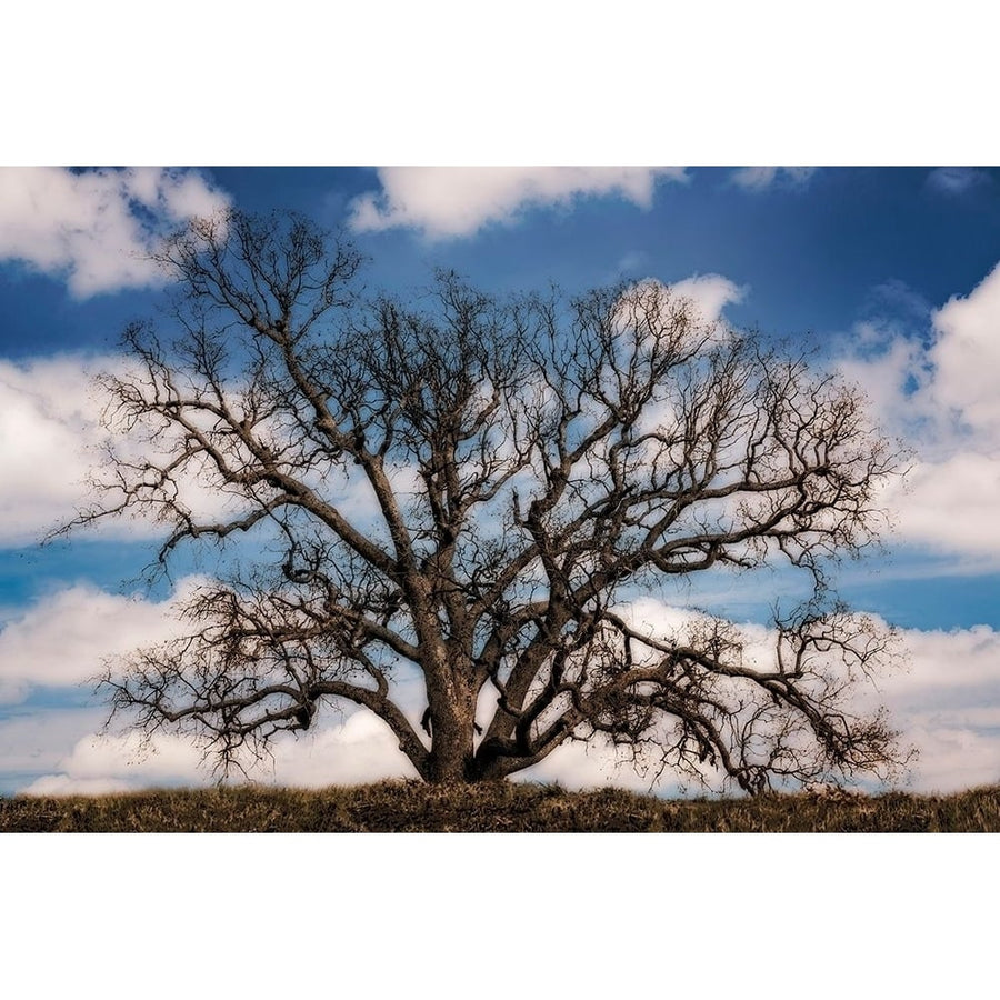 Grand Oak Tree III Poster Print - Rachel Perry-VARPDX137726GG Image 1