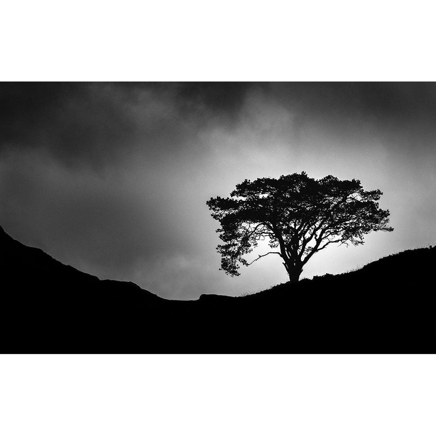 Lone Tree Poster Print - Christian Meermann-VARPDX1377590 Image 1