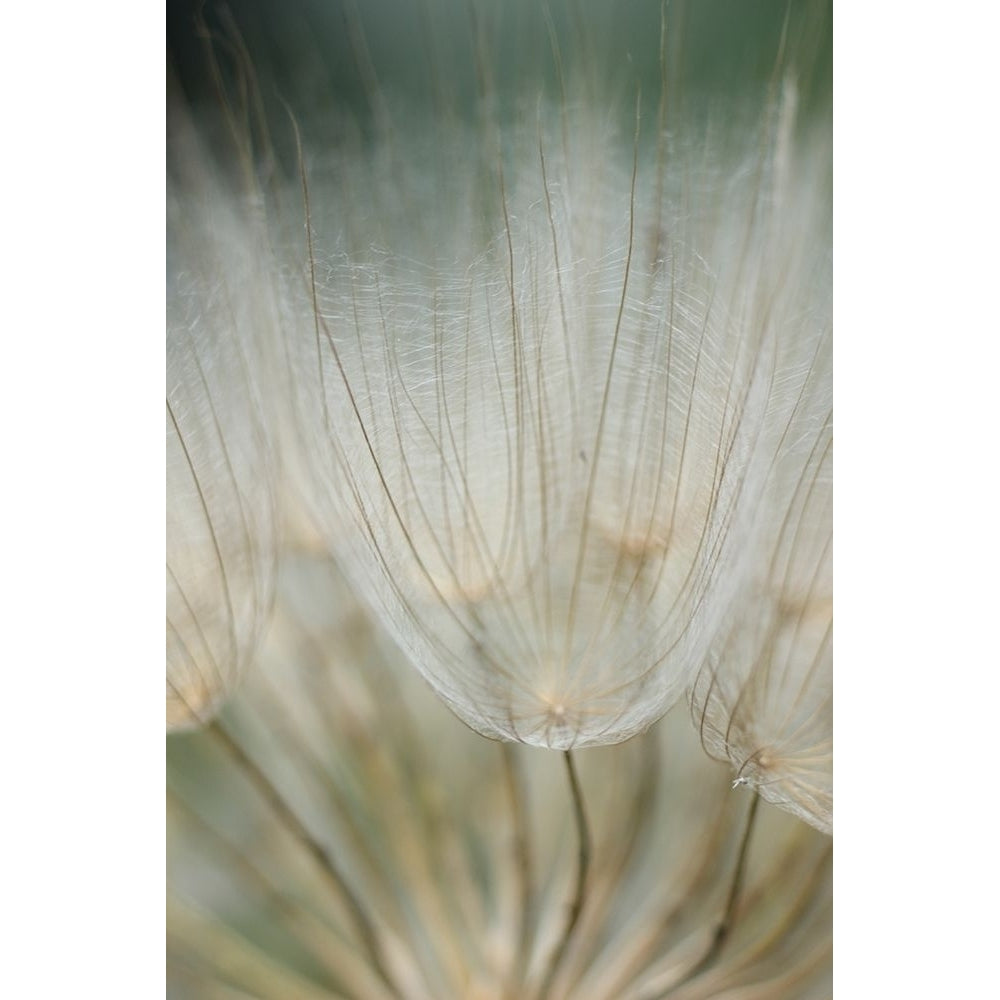 Macro Dandilion III Poster Print - Renee W. Stramel-VARPDX137873GG Image 1