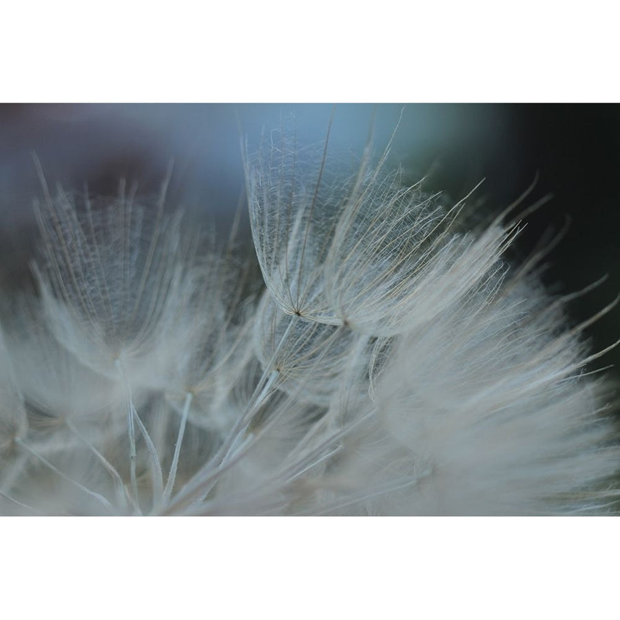 Macro Dandilion VII Poster Print - Renee W. Stramel-VARPDX137877GG Image 1