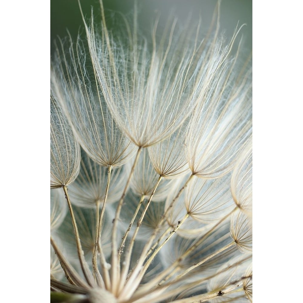 Macro Dandilion II Poster Print - Renee W. Stramel-VARPDX137872GG Image 1