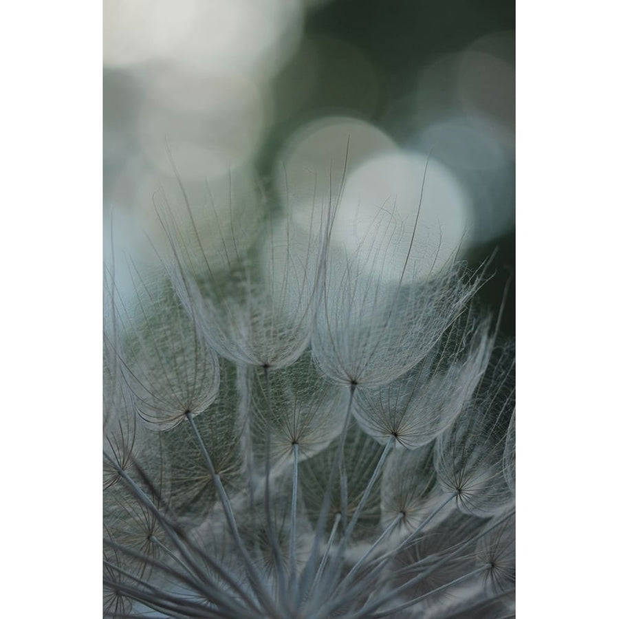 Macro Dandilion IX Poster Print - Renee W. Stramel-VARPDX137879GG Image 1