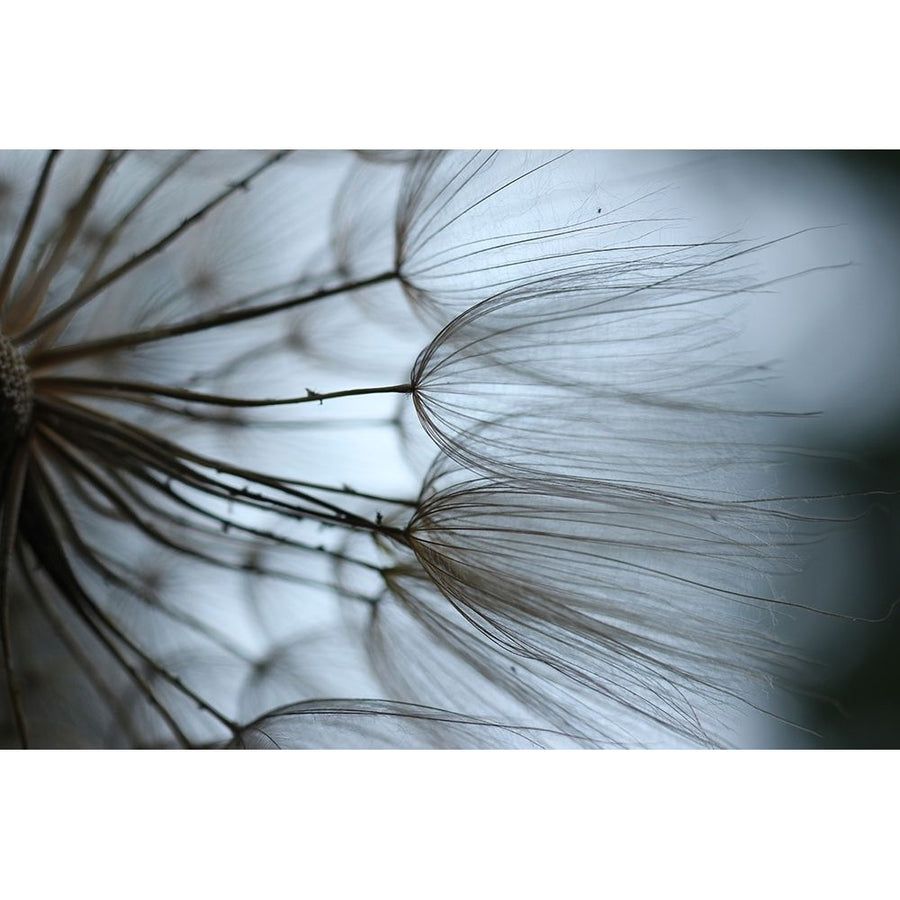 Macro Dandilion X Poster Print - Renee W. Stramel-VARPDX137880GG Image 1