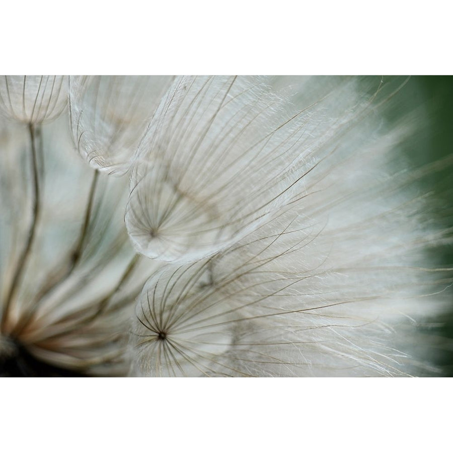 Macro Dandilion VI Poster Print - Renee W. Stramel-VARPDX137876GG Image 1