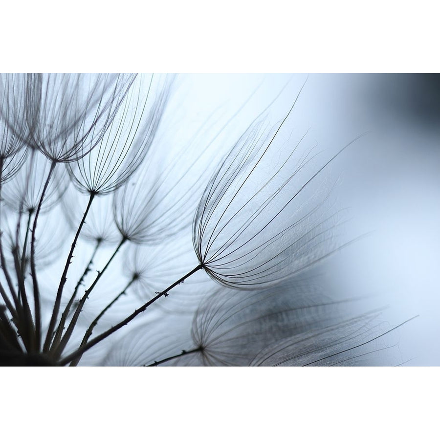 Macro Dandilion XI Poster Print - Renee W. Stramel-VARPDX137881GG Image 1