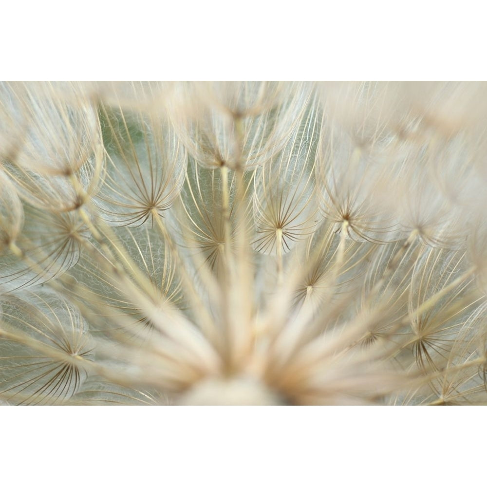 Macro Dandilion IV Poster Print - Renee W. Stramel-VARPDX137874GG Image 1